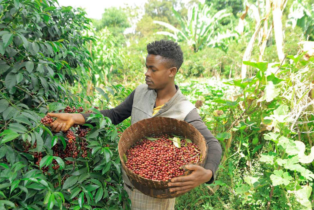 Pourquoi l’Éthiopie est considérée comme le berceau du café